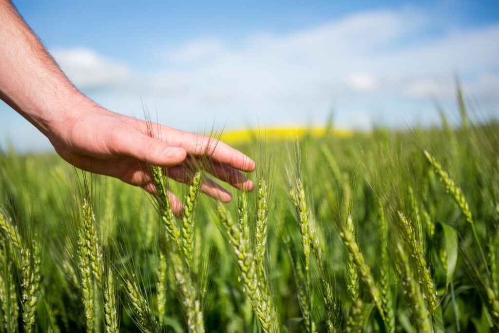 agronature - agronomie naturelle champs de blé agriculteur