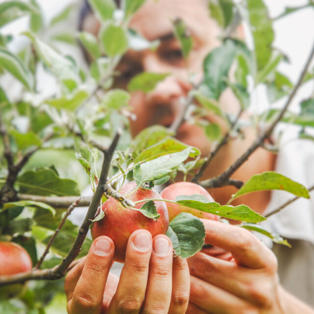 agronature - agronomie naturelle arboriculture pommiers